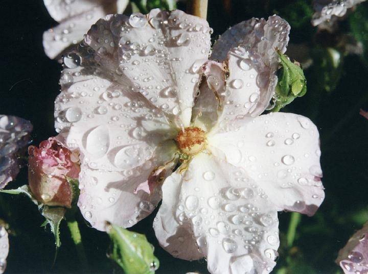 (46) old rose.jpg